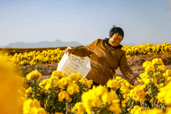 Golden_Chrysanthemums_Bloom_in_Zhejiang__Fueling_Agritourism