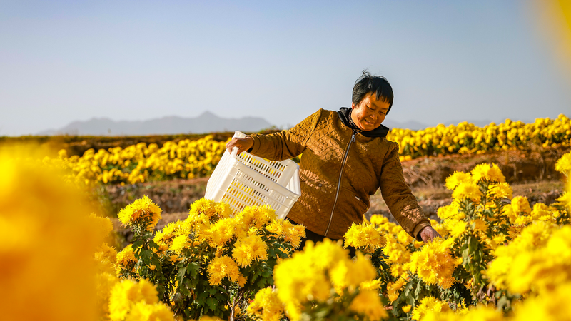 Golden_Chrysanthemums_Bloom_in_Zhejiang__Fueling_Agritourism