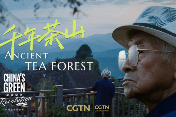 Guarding_the_Pu_er__Blang_People_s_Tea_Legacy_on_Jingmai_Mountain video poster