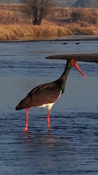 Migratory Birds Peak at Shanxi’s Nanyang River Wetland video poster