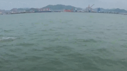 ‘Sea Pandas’: Chinese White Dolphins Spotted Near Gulangyu Island