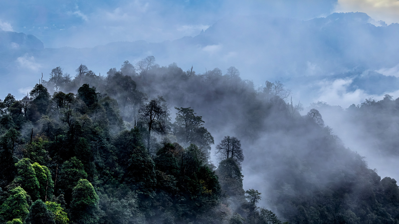 Laojunshan__China_s_Hidden_Sanctuary_for_the_Sichuan_Partridge
