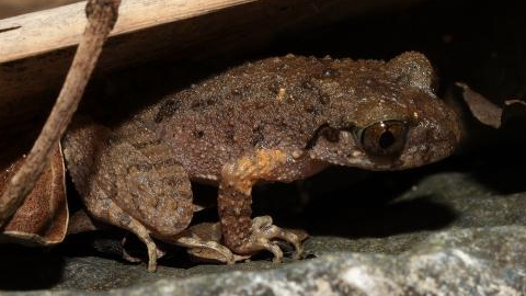 Leptobrachella_kungfu__New__Kung_Fu__Frog_Discovered_in_Guangdong