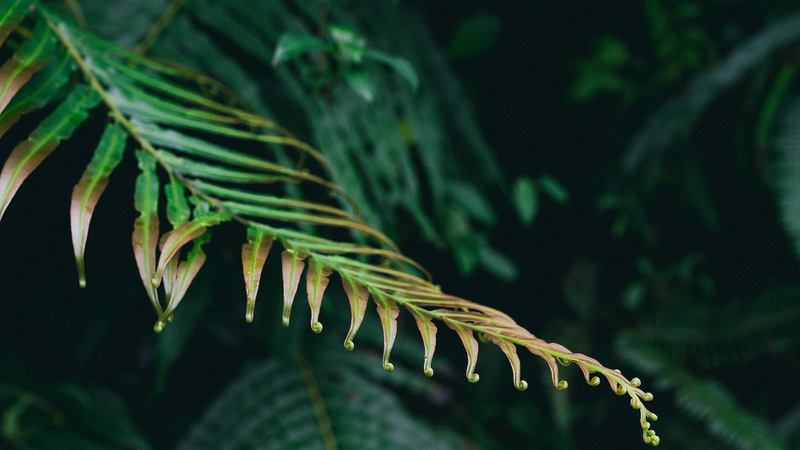 M76KKB9FWEBC8YM04WVY - News for amigos, by amigos Fern’s Hidden Power: Harvesting Rare Earths Naturally