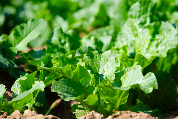 Microbes_to_the_Rescue__Greening_Fragile_Coral_Islands