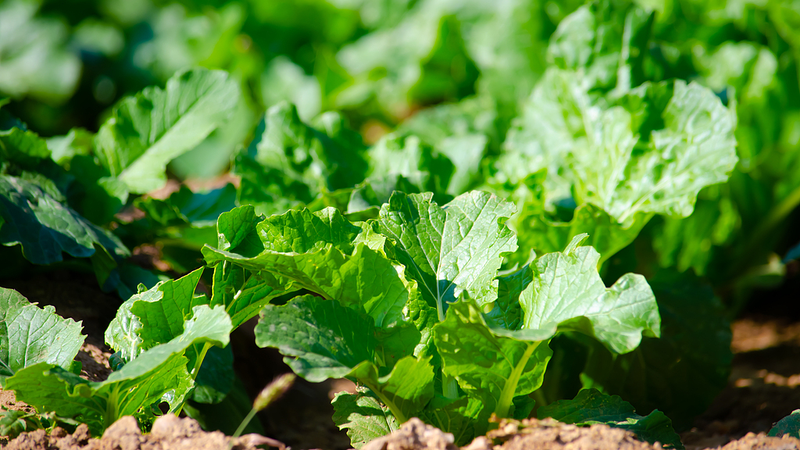 Microbes_to_the_Rescue__Greening_Fragile_Coral_Islands