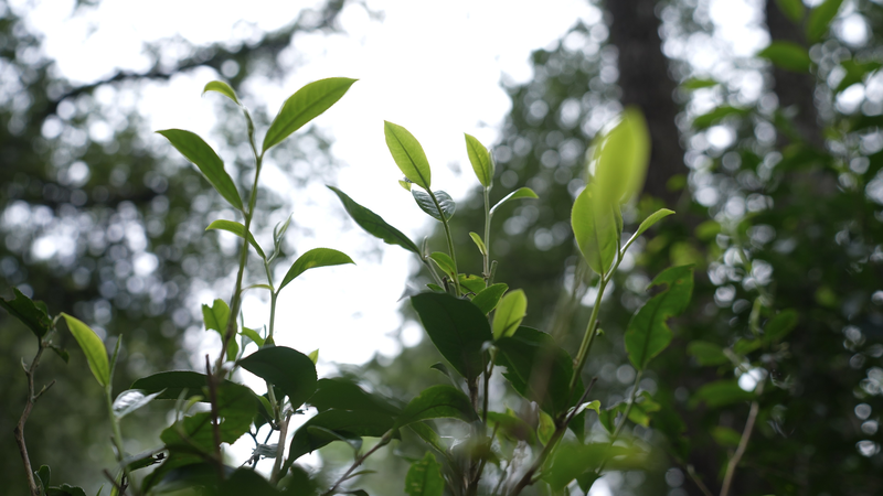 N64BBH9ICKFTAPJ9L0MN - News for amigos, by amigos Jingmai Mountain’s Ancient Tea Forests: A Millennia of Eco-Wisdom video poster
