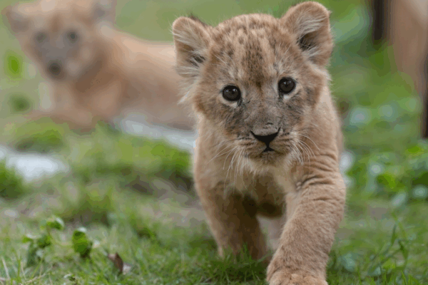 Quintuplet_Lion_Cubs__First_Sunshine_Trip