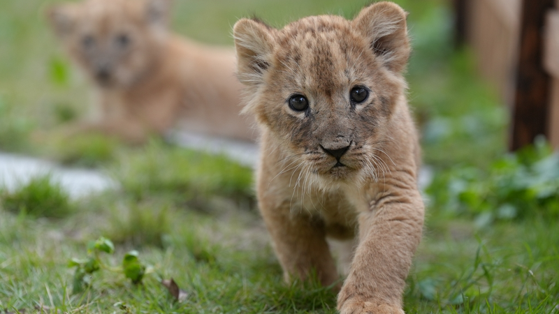 Quintuplet_Lion_Cubs__First_Sunshine_Trip