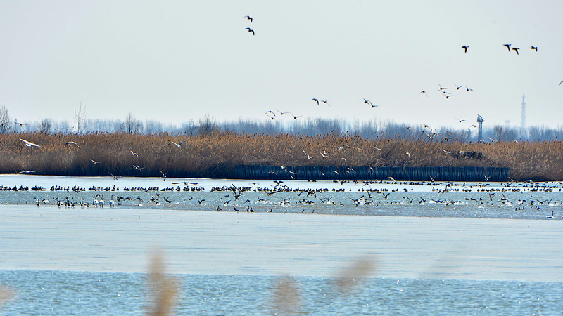 Record_Breaking_Bird_Migration_at_Qilihai_Wetland