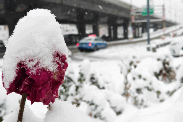 Record_Breaking_Blizzard_Paralyzes_Xinjiang__Shatters_Urumqi_Rainfall_Records