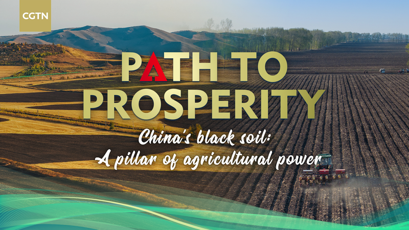 Reviving_China_s_Black_Soil__The_Power_Behind_Northeast_Grain_Production_poster - News for amigos, by amigos Reviving_China_s_Black_Soil__The_Power_Behind_Northeast_Grain_Production video poster