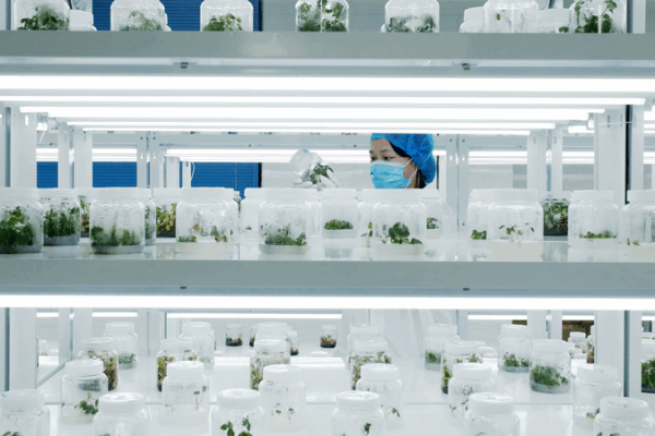 Seeds_of_Strength__The_Chinese_mainland_s_Path_to_Modern_Farming