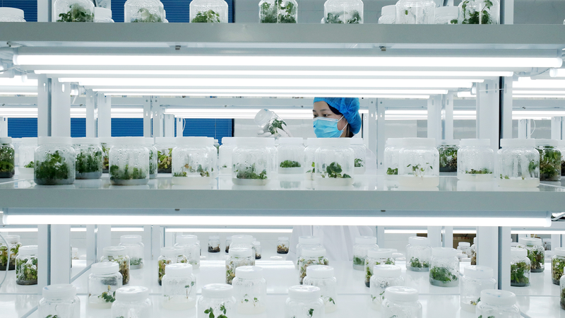 Seeds_of_Strength__The_Chinese_mainland_s_Path_to_Modern_Farming - News for amigos, by amigos Seeds_of_Strength__The_Chinese_mainland_s_Path_to_Modern_Farming