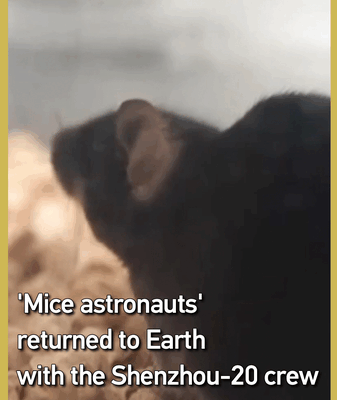 Shenzhou_20_s_Space_Mice_Return_After_2_Week_Orbit_Adventure video poster