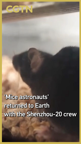 Shenzhou_20_s_Space_Mice_Return_After_2_Week_Orbit_Adventure_poster - News for amigos, by amigos Shenzhou_20_s_Space_Mice_Return_After_2_Week_Orbit_Adventure video poster