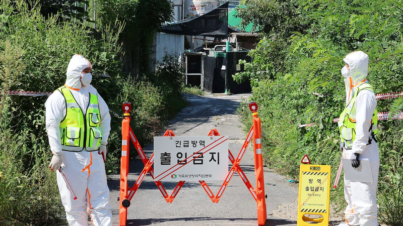 South_Korea_Elevates_African_Swine_Fever_Alert_After_Latest_Outbreak