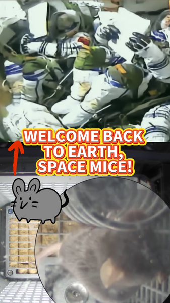 Tiny_Space_Mice_Return_Safely_After_Shenzhou_20_Mission_poster - News for amigos, by amigos Tiny_Space_Mice_Return_Safely_After_Shenzhou_20_Mission video poster