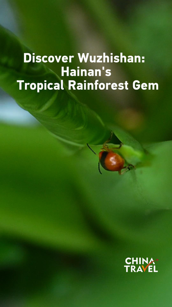 Discover Wuzhishan: Hainan’s Tropical Rainforest Gem video poster