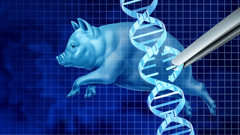 US_Launches_First_Gene_Edited_Pig_Kidney_Transplant_Trial