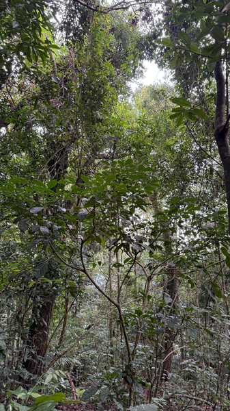 Inside Hainan’s Tropical Rainforest National Park video poster