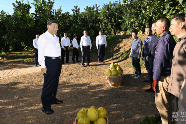 Xi_Jinping_in_Meizhou__Revolution_Vibes___Pomelo_Power