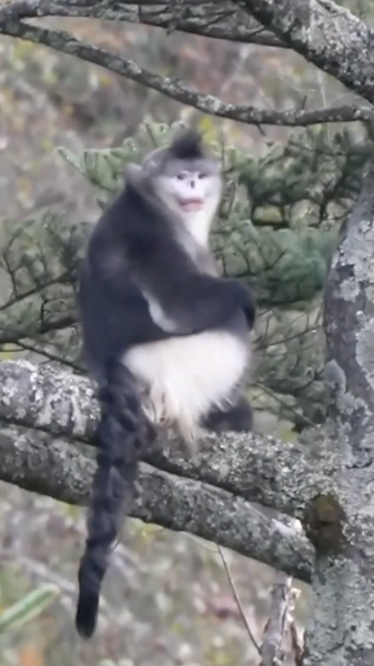Yunnan_Snub_nosed_Monkeys_Thrive__Population_Reaches_350 video poster