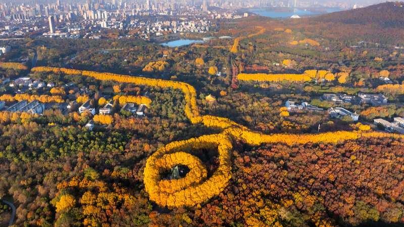 Nanjing’s Scenic 'Golden Necklace' Shines in Late November