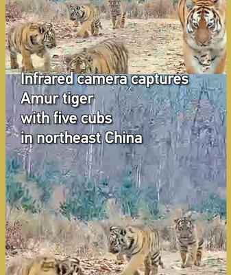 Infrared Camera Catches Rare Amur Tiger Mom with Five Cubs 🐯✨ video poster