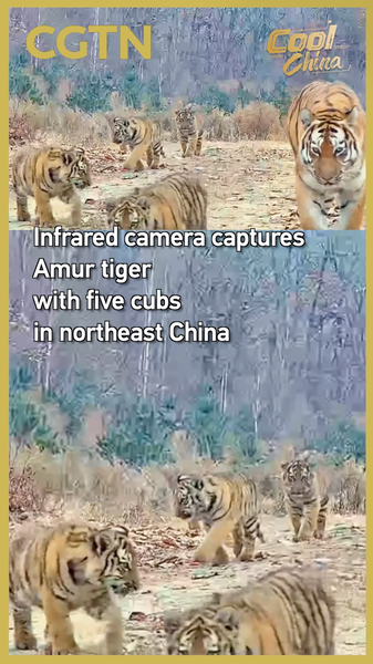 Infrared Camera Catches Rare Amur Tiger Mom with Five Cubs 🐯✨ video poster