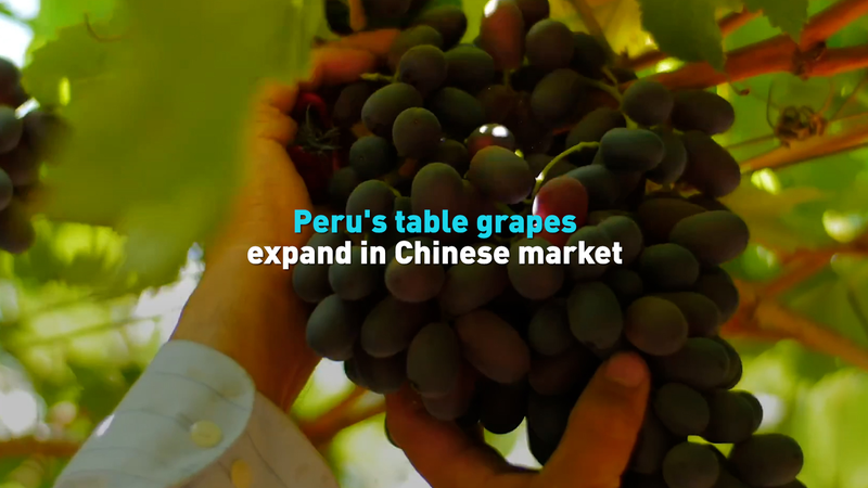 0CEDORB2FQTYM5XS1NGO - News for amigos, by amigos Peru’s Table Grapes Sweeten Chinese Mainland Market video poster
