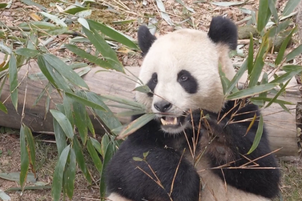 Huan Huan and Yuan Zi Return to Chengdu, Celebrating China–France Friendship video poster