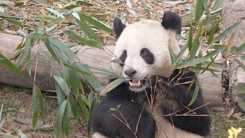 Huan Huan and Yuan Zi Return to Chengdu, Celebrating China–France Friendship video poster