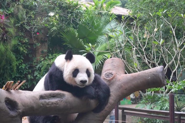 Adorable Giant Pandas Shun Shun & Gong Gong Steal Hearts in Hainan 🐼🌿 video poster