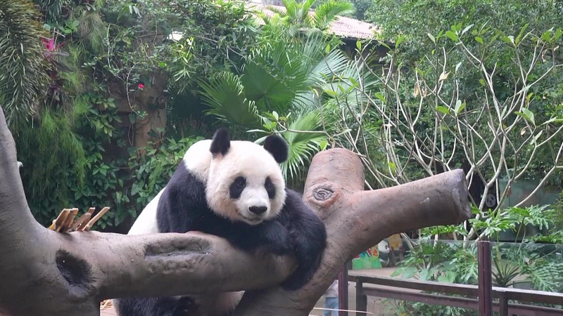 Adorable Giant Pandas Shun Shun & Gong Gong Steal Hearts in Hainan 🐼🌿 video poster