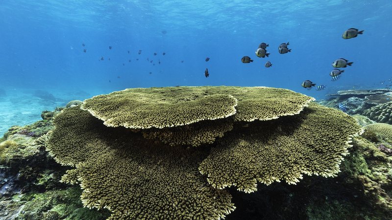 7GAAYL5ZKM2KQZIYSC2D - News for amigos, by amigos Marine Ecology Thrives off Hainan Island’s Southern Coast