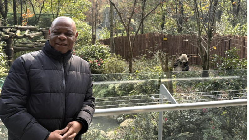 Pandas & Beyond: China's Giant Panda Conservation 🐼