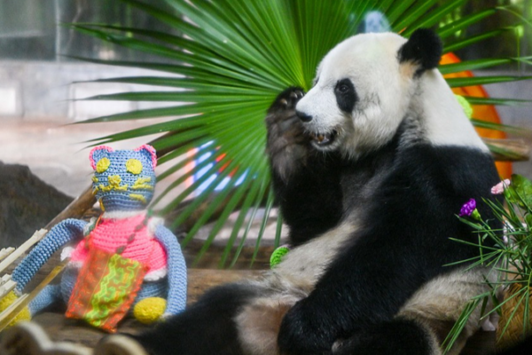 Cuddly Pandas in Hainan: Shun Shun & Gong Gong’s Adorable Routines video poster