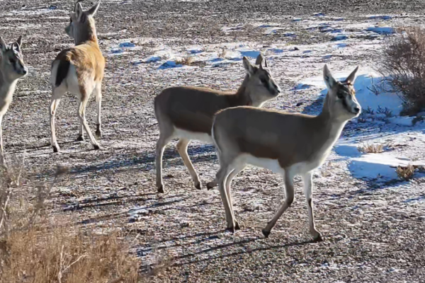 Goitered Gazelles Flourish in Xinjiang’s Snowy Gobi video poster