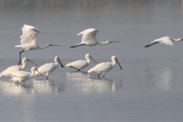 Bird_Selfies_in_Winter__Tracking_Migratory_Birds_at_Dongting_Lake video poster