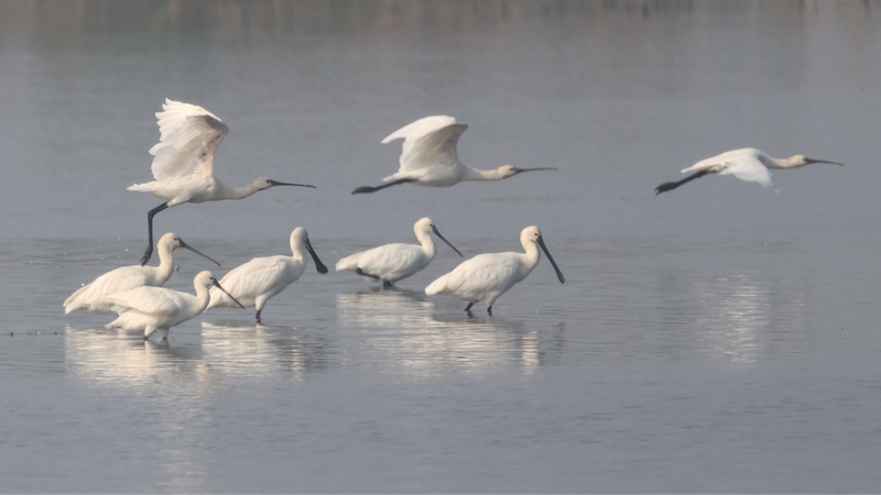Bird_Selfies_in_Winter__Tracking_Migratory_Birds_at_Dongting_Lake video poster