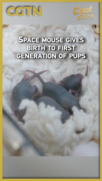 Chinese_Mainland_Space_Mouse_Gives_Birth_to_First_Generation_Pups video poster