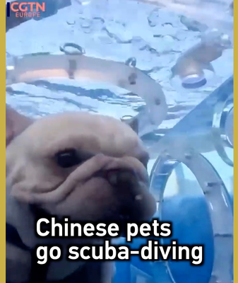 Chinese_Pets_Go_Scuba_Diving_in_Nanning video poster