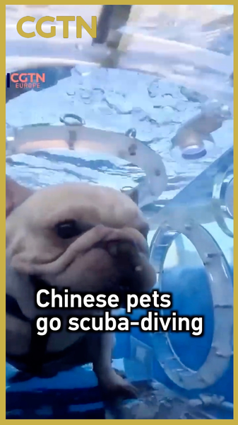 Chinese_Pets_Go_Scuba_Diving_in_Nanning_poster - News for amigos, by amigos Chinese_Pets_Go_Scuba_Diving_in_Nanning video poster