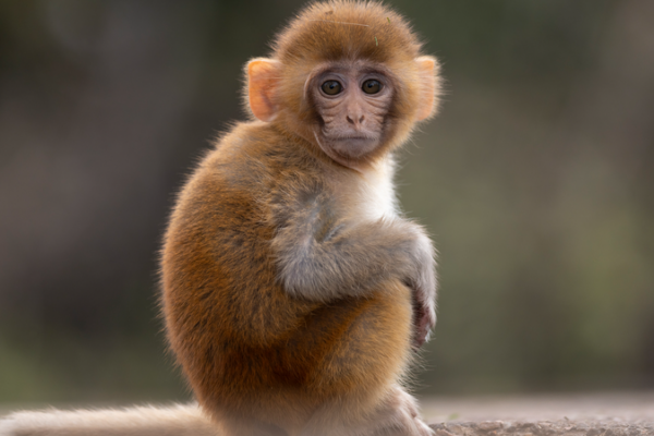 Chinese_Researchers_Map_Molecular_Aging_in_Rhesus_Monkeys