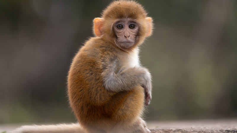 Chinese_Researchers_Map_Molecular_Aging_in_Rhesus_Monkeys