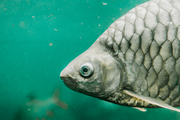 Chinese_Scientists_Create__Bone_Free__Gibel_Carp_for_Easier_Dining