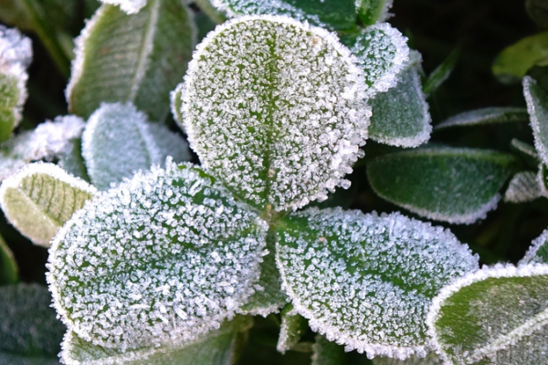 Cold_Wave_Triggers_Blue_Alerts_and_First_Big_Snowfall_on_Chinese_Mainland