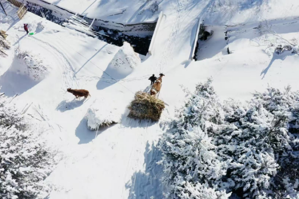 Discover_Winter_Serenity_at_Songling_Snow_Village