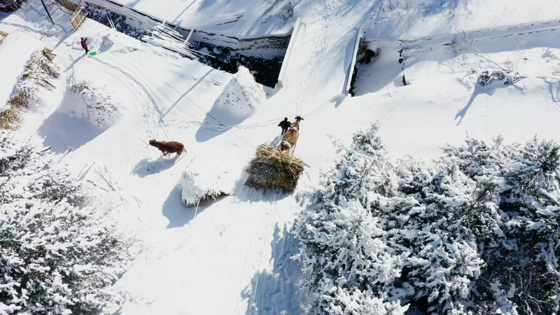 Discover_Winter_Serenity_at_Songling_Snow_Village